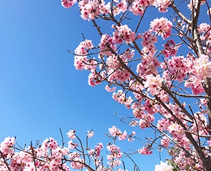 Cherry Blossom Festival